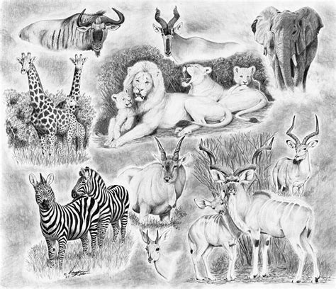 African Safari Drawing by Darcy Tate | Fine Art America