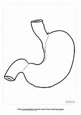 Free Human Stomach Coloring Page  Printables Kidadl sketch template