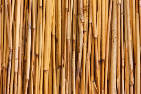 Bamboo Texture Free Stock Photo - Public Domain Pictures