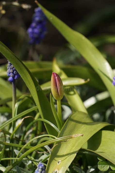 Red Tulip and Blue Grape Hyacinths Stock Photo - Image of garden, blue: 52666824