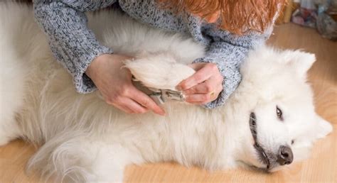 Samoyed Dog Breed Information | Pet On Bed