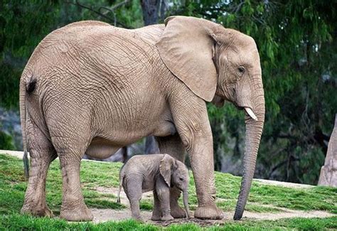 癒される動物の親子写真26枚 | オモシロ画像の集積