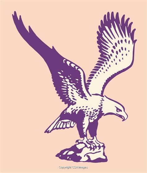Bald Eagle Illustrations | Unique Modern and Vintage Style Stock Illustrations for Licensing ...