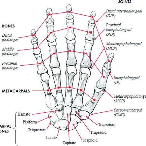 | Human hand skeletal structure depicting finger bones, joints,... | Download Scientific Diagram