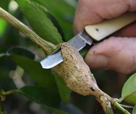 Most Common Citrus Pests & Diseases | Love The Garden