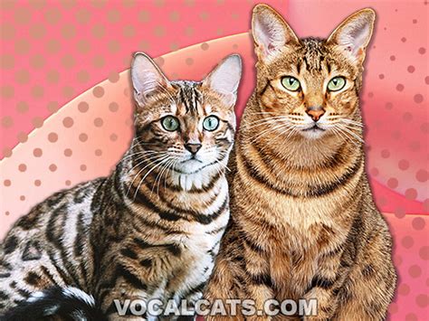 Savannah Bengal Cat: Complete Guide - Vocal Cats