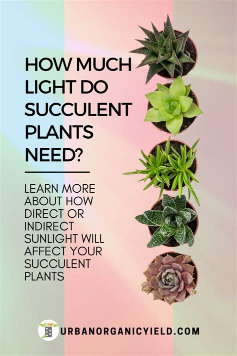 Succulents - In the Sun or No Sun? | Types of succulents plants, Succulent garden outdoor ...