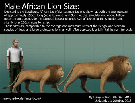 Male Lion Size by Harry-the-Fox | Lion size, Male lion, Lion