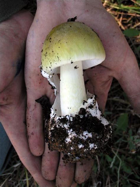 Most dangerous mushroom: Death cap is spreading, but poisoning can be treated.