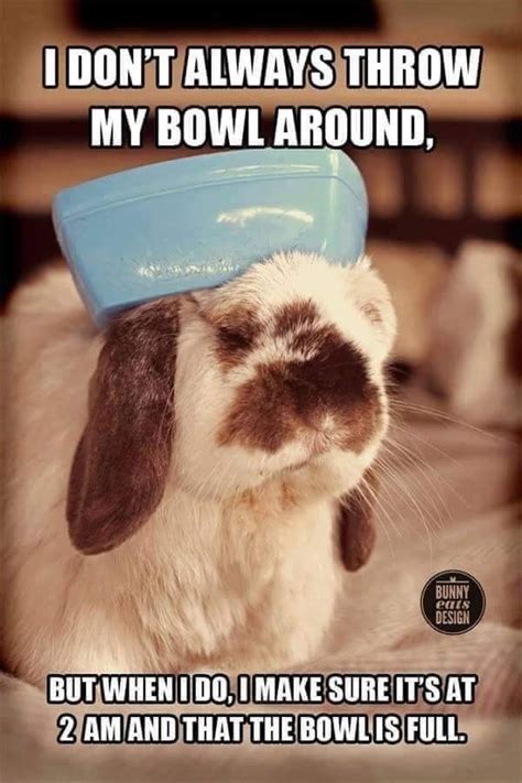 Pin by Brittany Buck on rabbits | Funny rabbit, Pet bunny rabbits, Funny bunnies