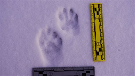 Winter Tracking Carnivores | VASSA Nature Report