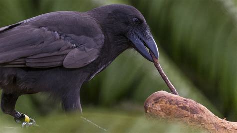 Critically Endangered Hawaiian Crow Joins the Tool-Users Club - The Official PLOS Blog