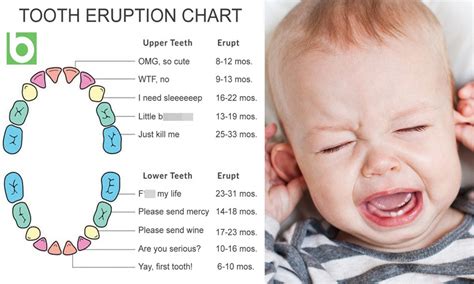 Parents share a Babyology's baby teething chart Baby Teething Chart, Baby Teething Remedies ...