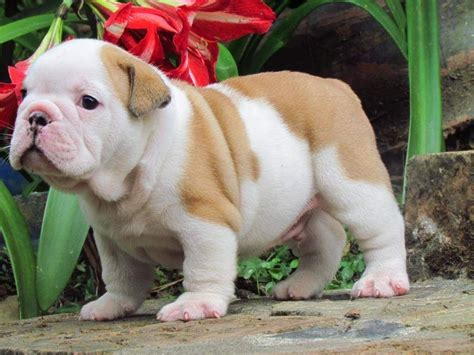 English Bulldog Puppies San Diego : English Bulldog puppy for sale near ...