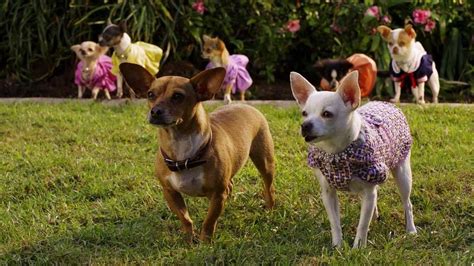 ‎Beverly Hills Chihuahua 2 (2011) directed by Alex Zamm • Reviews, film ...