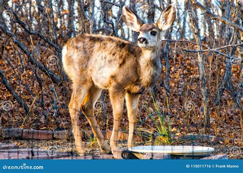 Baby Fawn Deer. Dpe, Buck Stops for Water Stock Photo - Image of drink ...