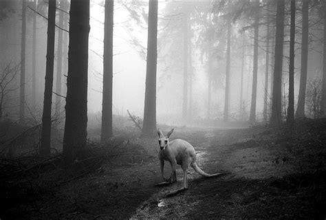 A Dark and Majestic Fairy Tale of Animals Lost in the Forest Mist ...