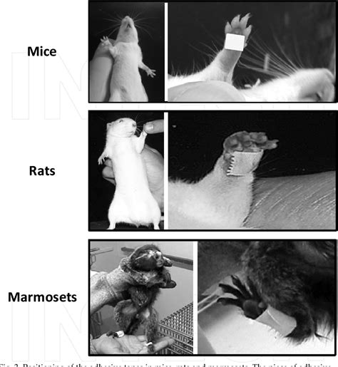 Figure 3 from A Master Key to Assess Stroke Consequences Across Species ...