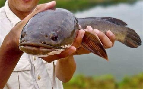 Doa Mancing Ikan Gabus yang Mustajab di Danau - MANCING IKAN CAKALANG