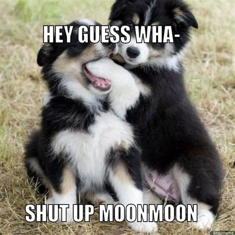 Pin by Aria Stanley on moonmoon | Funny dog memes, Funny animal memes ...