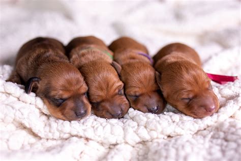 Dachshund Rushing Back From Bathroom Break to Count Her Pups Melts Hearts - Newsweek