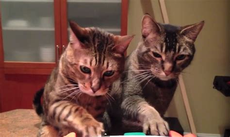 Piano Duet for Two Cats Absolutely adorable! | Cats, Cat behavior, Cat playing