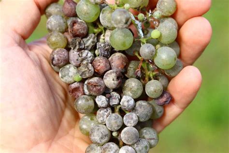 Grape Vine Care: Everything You Need to Know - Minneopa Orchards