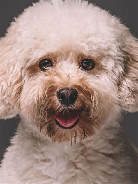 5 Best Poodle Rescues For Adoption in the USA Story - We Love Doodles