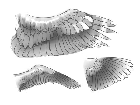 3 Ways to Draw Wings - wikiHow