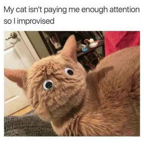 When You Need Some Attention - Cat Meme Of The Decade - lol | cat memes | funny cats | funny cat ...