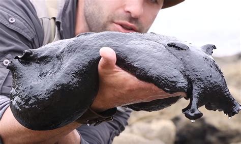 Meet the enormous black sea slug that's bigger than a chihuahua | Sea ...