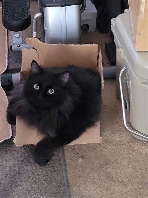 Fat cat, little box : r/catpictures