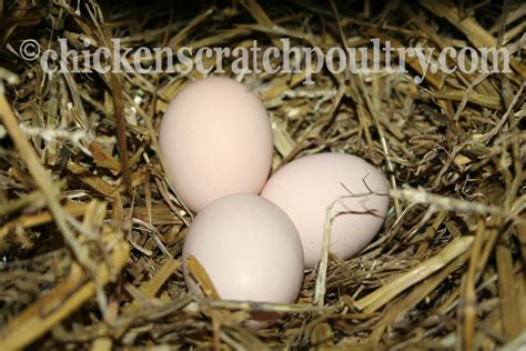 Light Sussex eggs | Chickens, Chicken coop, Coops