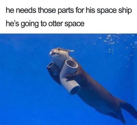 An otter meme : r/Otters