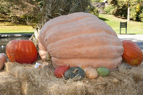 World's Heaviest Pumpkin at The New York Botanical Garden - Plant Talk