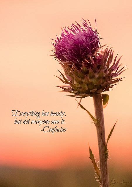 Strawberry Thistle | Flower quotes, Beauty quotes, Beauty