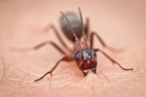 field ant biting my arm by Alexander Rauch - Photo 8118566 / 500px