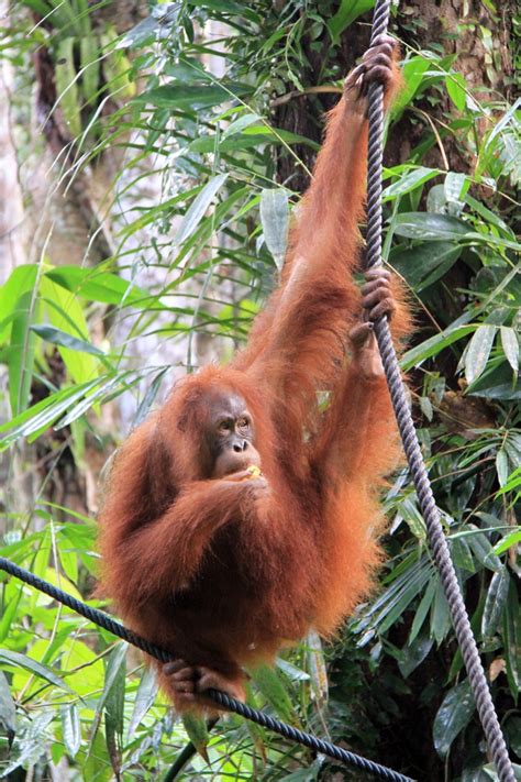 Posing for the camera!! | Sarawak, Orangutan sanctuary, Borneo