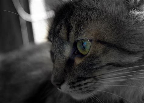 Cat Eye | Lovely picture of my kitty cat :) | raezer | Flickr