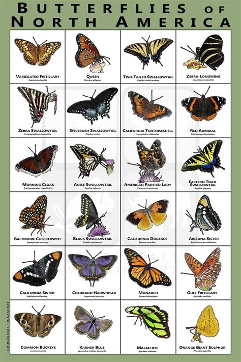 North America Butterflies | Butterfly species, Types of butterflies, Butterfly garden plants