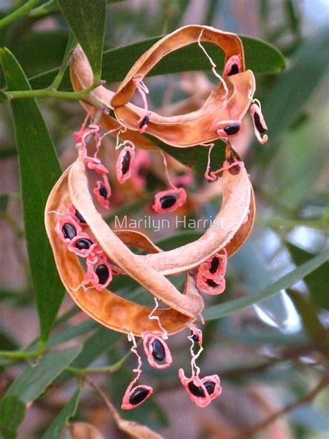 « Seed Pods of a Tasmanian Blackwood » par Marilyn Harris | Seed pods, Unusual flowers, Seeds