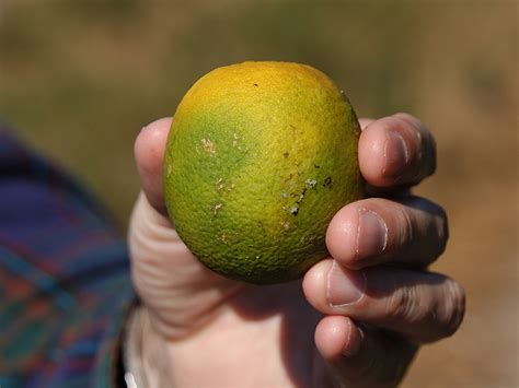 Citrus Growers May Soon Have a New Way to Fight Back Against A Deadly ...