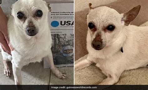 Watch: Guinness World Records Confirms 21-Year-Old Chihuahua As "Oldest Living Dog"