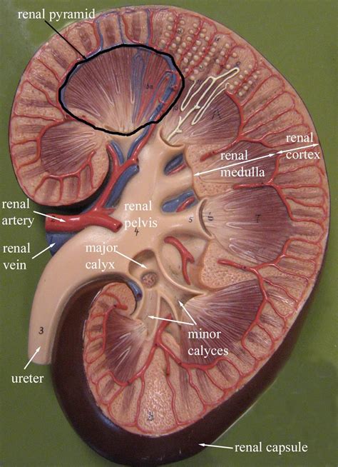 54 Cool 3d Model Of Kidney - Free Mockup