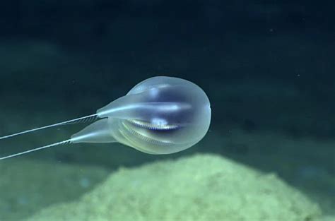 New Species of Gelatinous Blob From the Deep Sea | RealClearScience