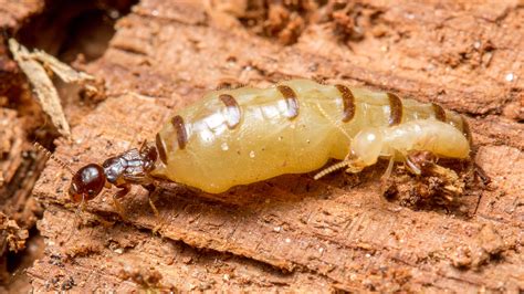 Termites King