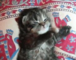 17 ITTY BITTY KITTIES GETTING SO, SO SLEEPY | CutesyPooh | Cute cat memes, Cat memes, Kittens cutest