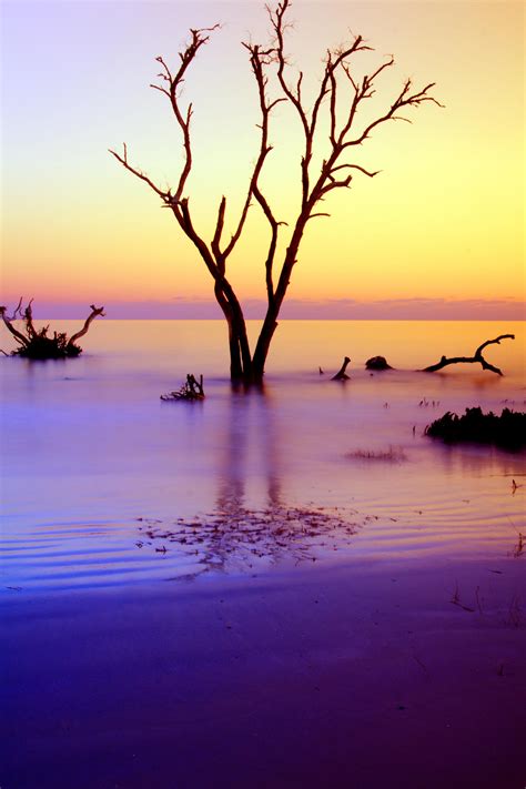 dusk, beach, tree, sunset, Hunting Island State Park, sea, bird, silhouette, 2K, sky, landscape ...