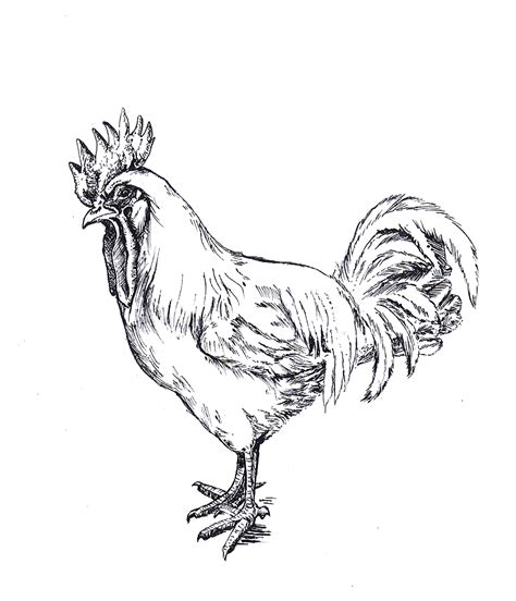 Chicken Drawing Images at GetDrawings | Free download