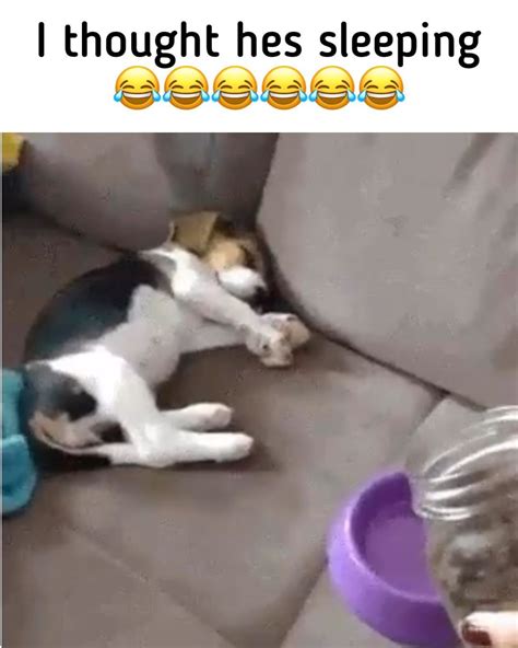 √ Sleepy Puppy Meme